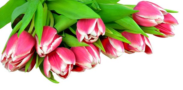 Tulipanes frescos
 - Foto, imagen