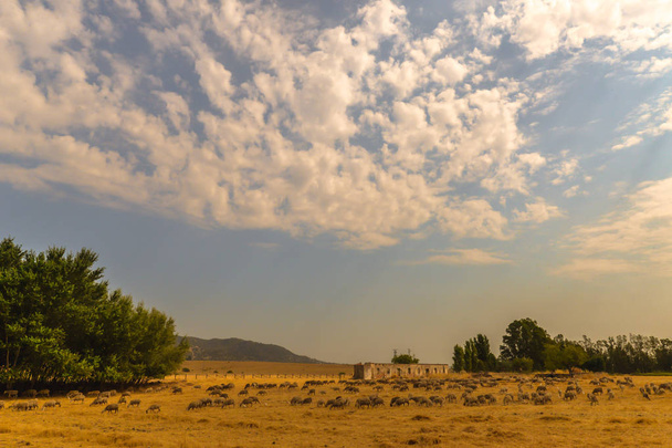 Sheep being herded across the parched summer landscape - Spain - Photo, Image