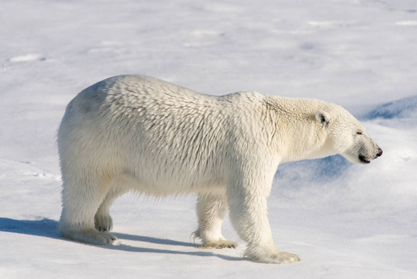 Walrus on ice in Svalbard - Photo, Image
