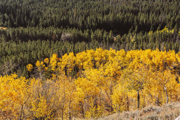Мальовничим видом Аспен grove на осінь у Скелясті гори Колорадо, США.  - Фото, зображення