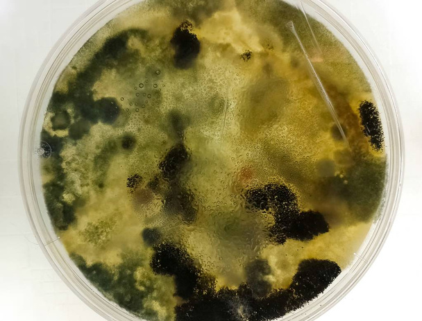 Petrimalja mustilla ja vihreillä sienillä sen jälkeen, kun tieteellisessä mikrobiologian laboratoriossa on kasvatettu mykologinen näyte muotteja
 - Valokuva, kuva