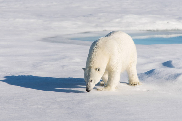 Πολική αρκούδα στον πάγο πακέτο σε Αρχιπέλαγος Σβάλμπαρντ - Φωτογραφία, εικόνα