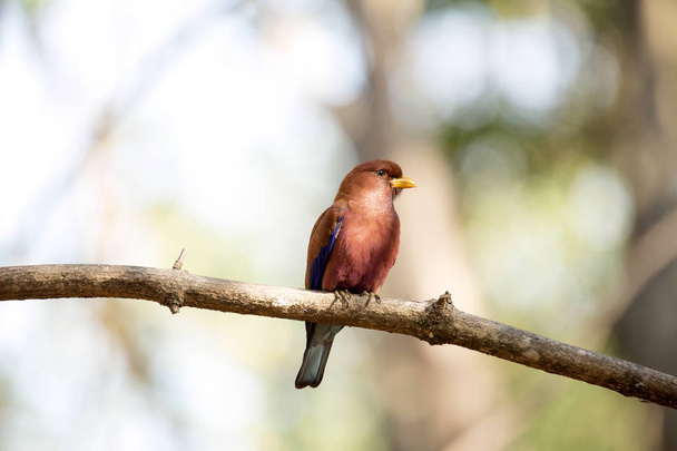 kolor czerwony ptak, Madagaskar raj flycatcher, Terpsiphone mutata, rezerwacje Tsingy, Ankarana, Madagaskar  - Zdjęcie, obraz