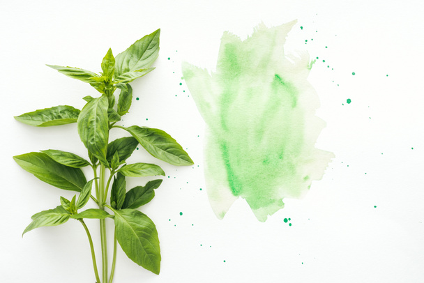 top view of bunch of basil brunches on white surface with green watercolor strokes - Photo, Image