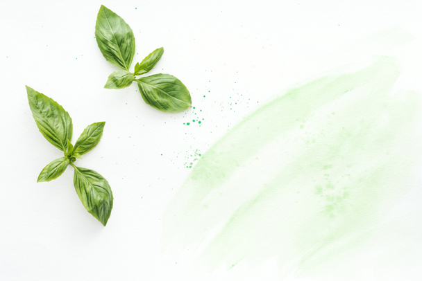 top view of raw basil leaves on white surface with green watercolor strokes - Photo, image