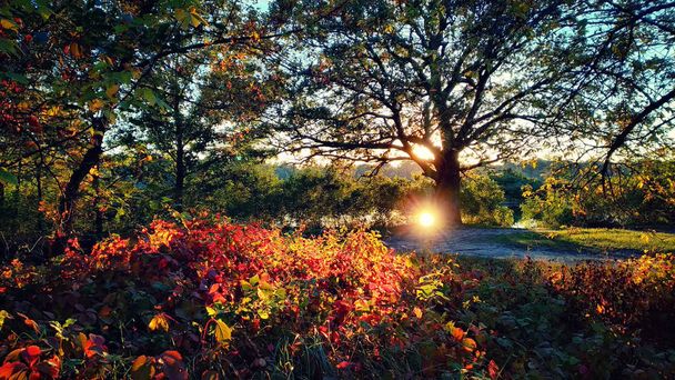 Büyü ile ön plan üzerinde yabani üzüm yaprakları kırmızı günbatımı sahne düşmek. Sonbahar kırsal. Hareket eden fotoğraf - Fotoğraf, Görsel