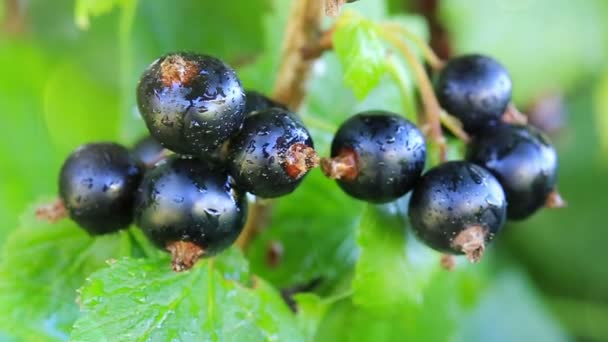 Close-up of black currant berries on a branch. - Footage, Video