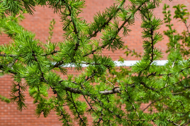 The young fresh green branches of larch are on a blurred background of red brick wall - Photo, Image