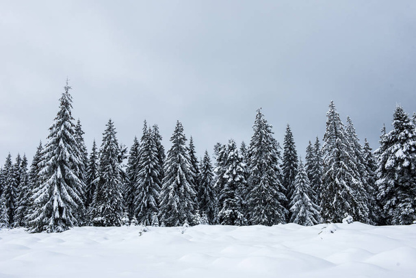 Amazing winter landscape with snow covered fir tree forest - Photo, image