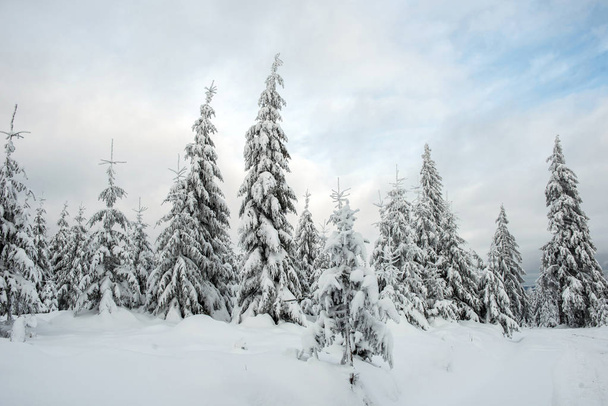 Christmas background, scenic snow covered forest in winter  - Foto, Imagem