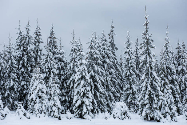 Christmas background, scenic snow covered forest in winter  - Фото, изображение