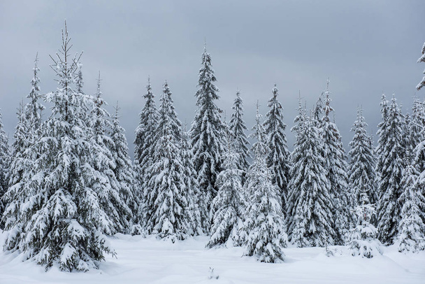 Fairy winter landscape with fir trees. Christmas greetings background with snowy forest in the mountains - Photo, image