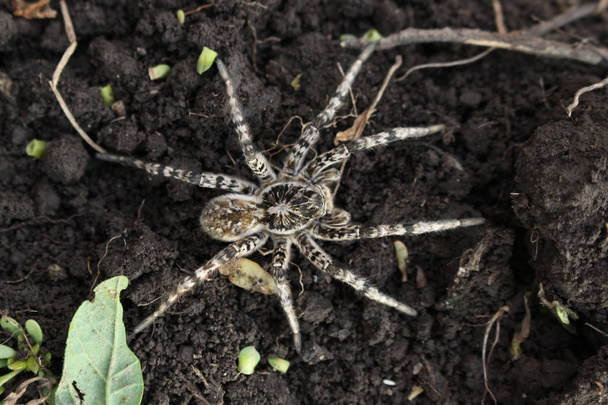 Araña lobo, Tarántula (Lycosa singoriensis) en el campo
 - Foto, imagen