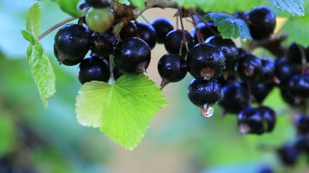 Black currant berries on a branch. - Footage, Video