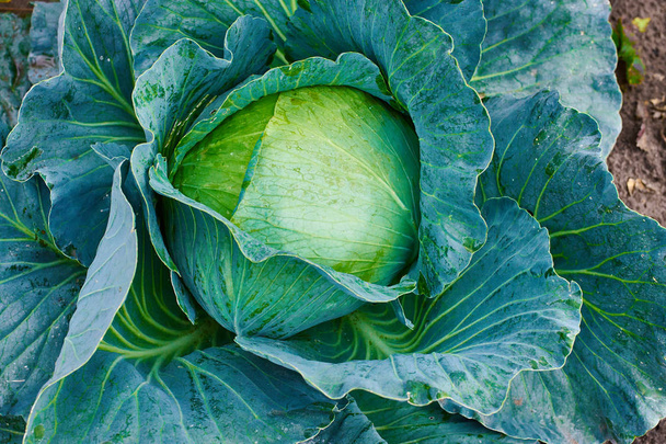 Close up on fresh green cabbage in harvest field. Organic vegetable background.  Agriculture concept - Photo, Image