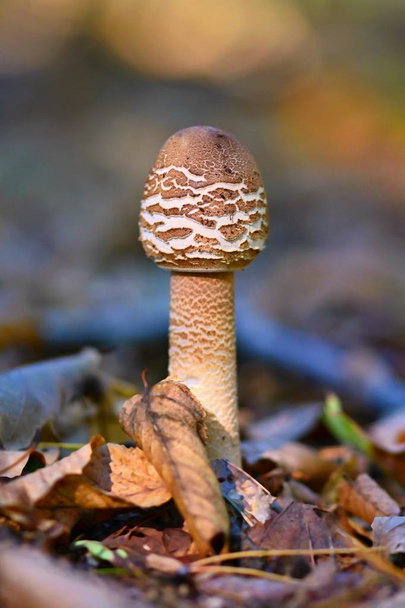 der Sonnenschirmpilz (macrolepiota procera) schöner Pilz im Herbstwald. - Foto, Bild