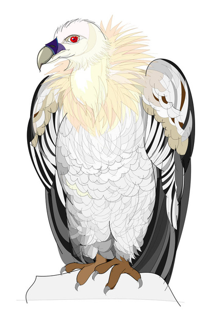 Fantasy illustration of cute vulture on white background. Hand-drawn vector image. - Vector, Imagen