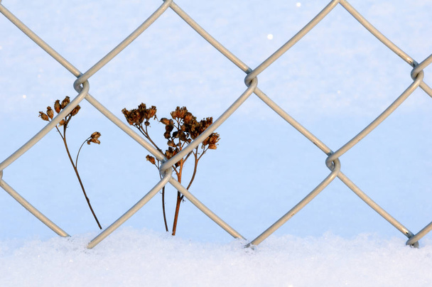 Сушёное растение рядом с цепным забором в снегу
. - Фото, изображение