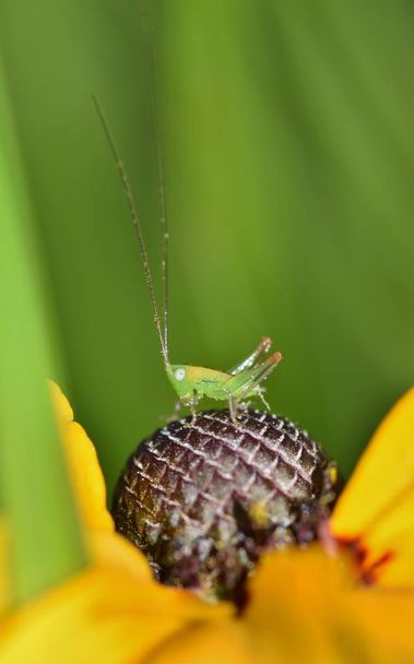 Una pequeña ninfa de Meadow Katydid se posa sobre una flor de Cono, aparentemente para inspeccionar sus alrededores. La primavera está casi aquí, y también lo son muchas variedades de insectos y flores silvestres
. - Foto, imagen