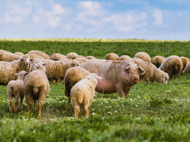 Un gran cerdo entre ovejas. Una manada de animales diferentes. Concepto de exclusividad
 - Foto, Imagen