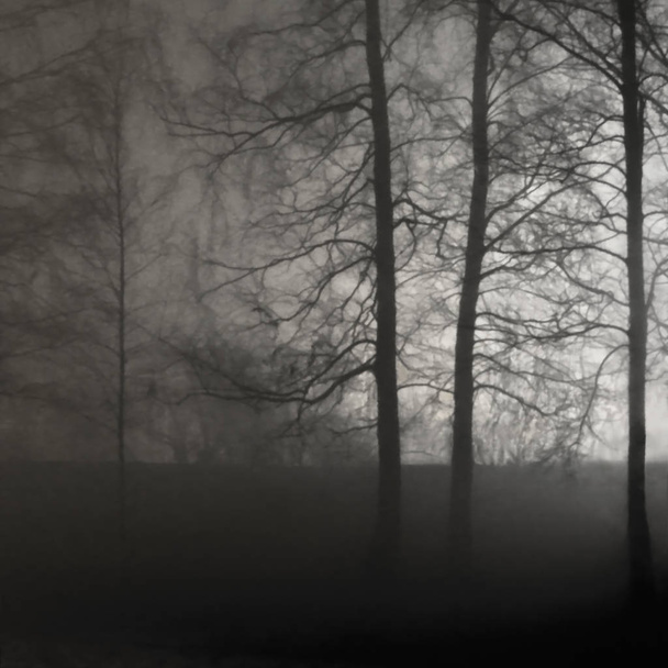 Освітлені голих голих гілках підсвічуванням Туманний дерева силуети чорний кам'яною стіною, вертикальні світлому фоні освітлених відкритий нічна сцена, яскраво сяючим світлом прожектор, самотність концепцію самотності метафора порожньо на відкритому повітрі, Туманний дощову осінь - Фото, зображення