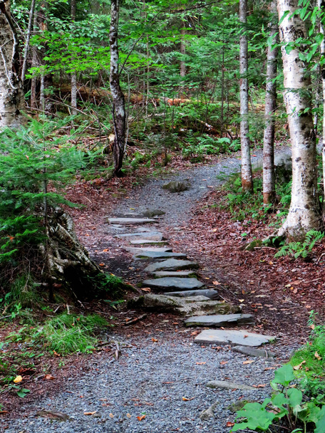 Caminho pedestre relaxante no meio da floresta
 - Foto, Imagem