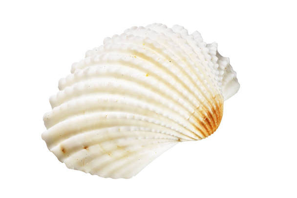 Scallops shell isolado no fundo branco com caminho de recorte
 - Foto, Imagem