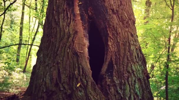 ein Loch im Baum in Form eines weiblichen Fortpflanzungsorgans. eine große Mulde im Stamm eines Baumes inmitten eines grünen Waldes. eine Vogelhöhle in einem alten Baum - Filmmaterial, Video