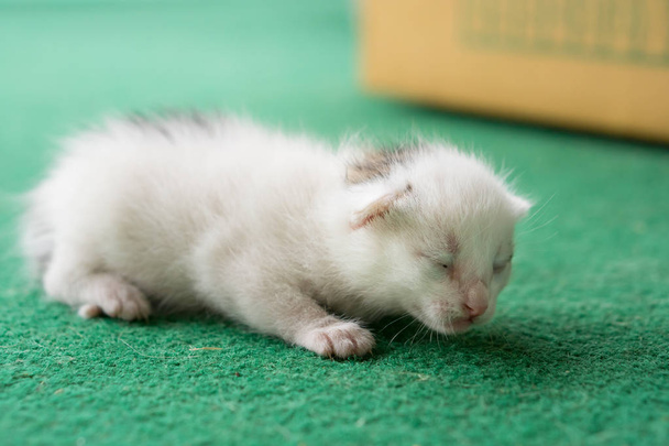 Nowonarodzone kitten biały i szary zielony dywan. Biały kot noworodka. - Zdjęcie, obraz