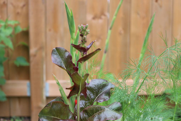 Вид сверху на пышный красный салат, растущий в саду, который пошел в семена
 - Фото, изображение