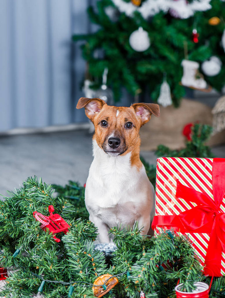 クリスマス ツリーの近くにジャック ラッセル犬 - 写真・画像