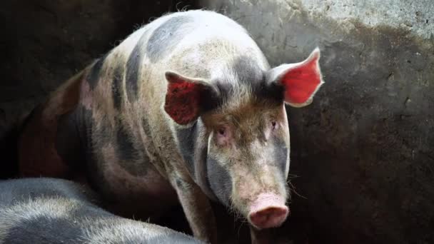 ein großes Schwein mit schwarzem Fleck sitzt in einem Schweinestall auf seinen Hinterbeinen, blickt in die Kamera und steht dann auf - Filmmaterial, Video