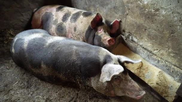 豚舎床の上で横になっている 2 つの大きな豚、豚は眠り、残り 2 つの豚は立ち上がり、養豚場の一つ - 映像、動画