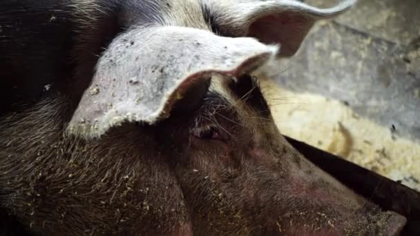 Ρύγχος του χοίρου που βρίσκεται σε ένα χοιροστάσιο και εξετάζοντας τη φωτογραφική μηχανή, κάθονται μύγες σε ένα γουρούνι ξαπλωμένη σε ένα χοιροστάσιο, χοιροτροφείο - Πλάνα, βίντεο