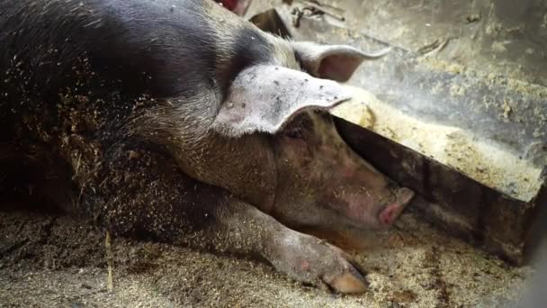 Ρύγχος του χοίρου που βρίσκεται σε ένα χοιροστάσιο και εξετάζοντας τη φωτογραφική μηχανή, μεγάλο γουρούνι βρίσκεται κοντά η γούρνα, κάθονται μύγες σε ένα γουρούνι ξαπλωμένη σε ένα χοιροστάσιο, χοιροτροφείο - Πλάνα, βίντεο