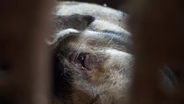Ρύγχος του χοίρου που βρίσκεται σε ένα χοιροστάσιο και εξετάζοντας τη φωτογραφική μηχανή, κάθονται μύγες σε ένα γουρούνι ξαπλωμένη σε ένα χοιροστάσιο, χοιροτροφείο - Πλάνα, βίντεο