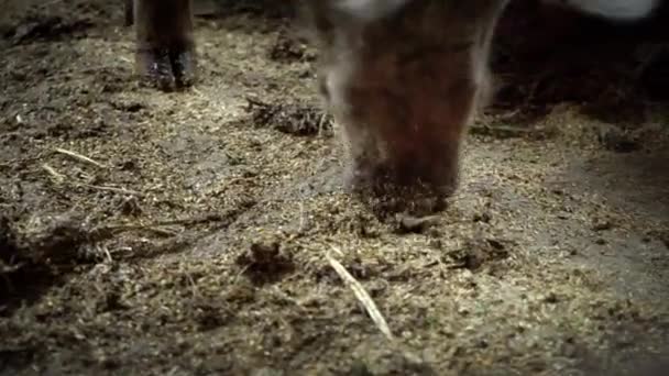 Ρύγχος ψάχνοντας για τροφή στο πάτωμα στο χοιροστάσιο, ένα μεγάλο γουρούνι σε μια φάρμα χοίρων, οι χοίροι sniff τρόφιμα μεταξύ το ρύπο - Πλάνα, βίντεο