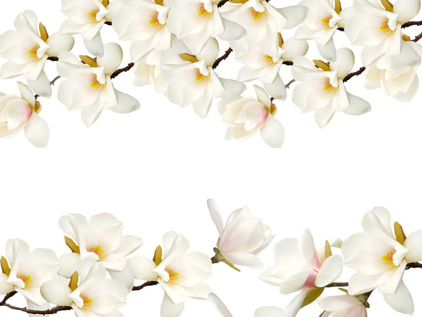 Květina kvete bílá magnolia izolovaných na bílém pozadí. - Fotografie, Obrázek