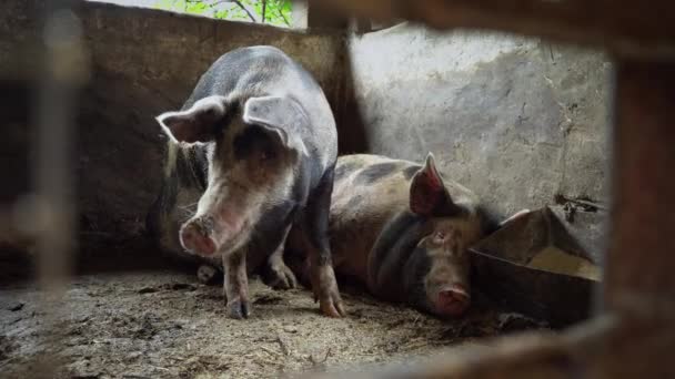Dois grandes porcos em uma pocilga, porcos manchados estão em um soalho sujo em uma pocilga
 - Filmagem, Vídeo