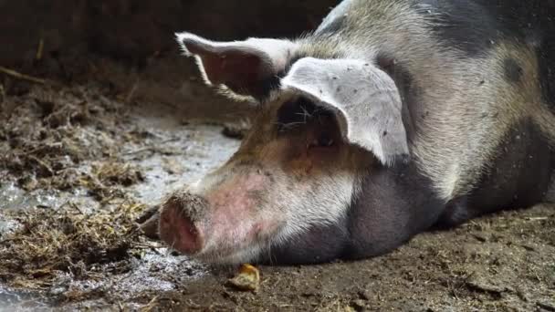 Cerdo grande en una pocilga, cerdo manchado yace entre la suciedad en la pocilga, cerdo dormido
, - Imágenes, Vídeo