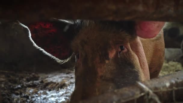 Ένα μεγάλο γουρούνι σε ένα χοιροστάσιο εξετάζει άμεσα τη φωτογραφική μηχανή, μια άποψη των χοίρων μεταξύ τα καλάμια φράχτη - Πλάνα, βίντεο