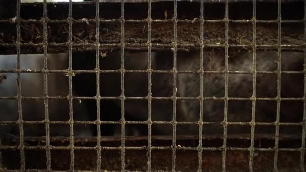 Pig in a pigsty, view from behind a metal mesh - Footage, Video