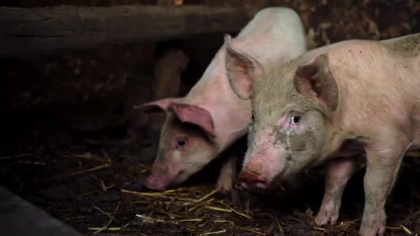 Pequeños lechones rosados en una granja. Dos cerdos divertidos en la pocilga
 - Imágenes, Vídeo
