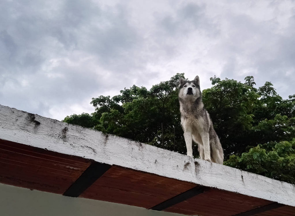 Piękny pies Husky syberyjski szary i biały na szczycie taras z widokiem na horyzoncie. - Zdjęcie, obraz