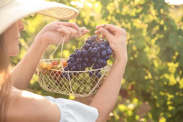 Женщина держит корзину со свежим сочным виноградом в винограднике
 - Фото, изображение