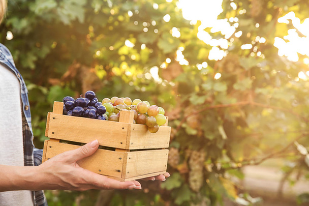 Mujer sosteniendo cajón con uvas jugosas frescas maduras en el viñedo
 - Foto, Imagen