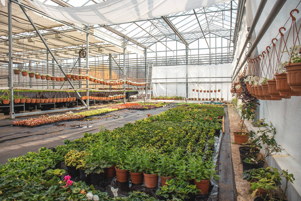 Organicznych roślin ozdobnych i kwiatów w nowoczesne cieplarnianych hydroponicznych lub szklarniowe z systemu klimatyzacyjnego - Zdjęcie, obraz