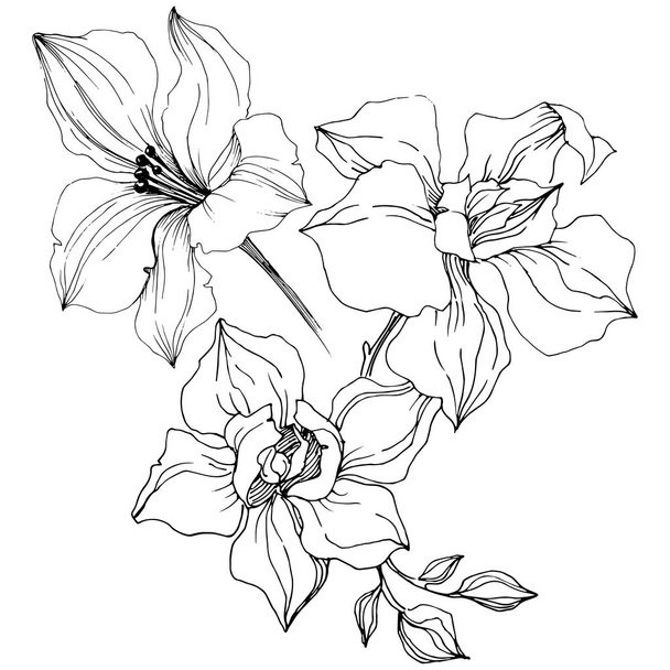 Vector orchidee bloem. Floral botanische bloem. Geïsoleerde illustratie element. Aquarelle wildflower voor achtergrond, textuur, wrapper patroon, frame of rand. - Vector, afbeelding