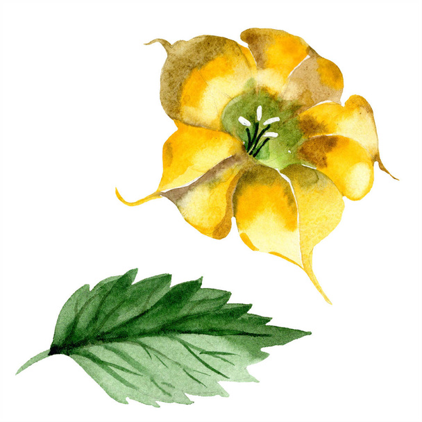 Watercolor brugmansiya yellow flowers. Floral botanical flower. Isolated illustration element. Aquarelle wildflower for background, texture, wrapper pattern, frame or border. - Photo, Image