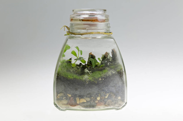 pflanzliche Anordnung in einem Glas. Zierterrarium - Foto, Bild